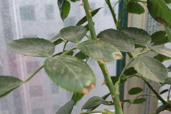 鏈堝鍙舵灟鐥呯殑闃叉不,鏈堝鍙舵灟鐥呯殑闃叉不鏂规硶