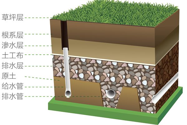 足球场是天然草还是人工草好,足球场天然草用什么草种