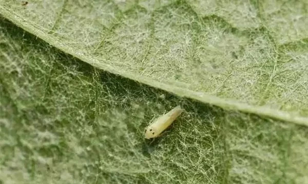 葡萄虫害防治最好方法,葡萄蓟马虫害的防治方法