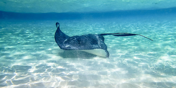 想想就很疼！魔鬼鱼刺入三亚男性游客*体下**，这是什么操作