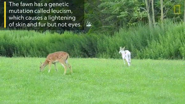 白也是罪？科学家为什么要给“白化”的动物做绝育手术？！