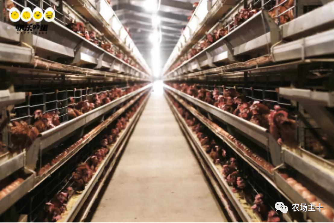 明星为明星打call视频,明星疯狂打call