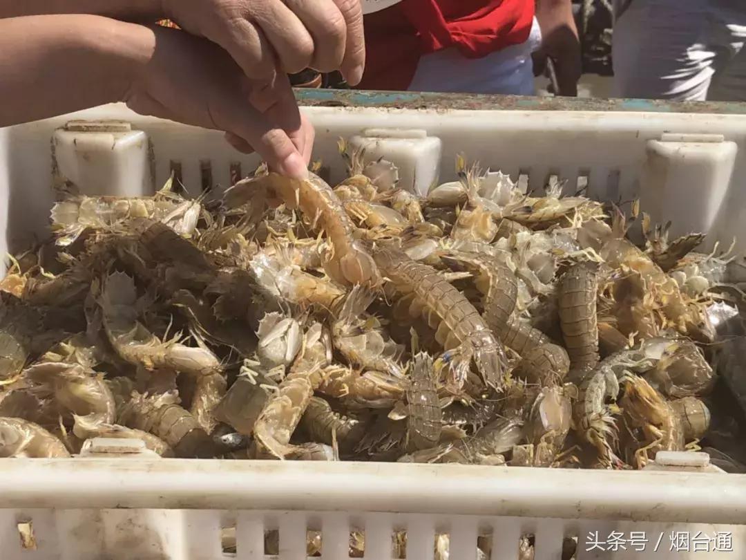 烟台开海现场直播视频,开海现场视频直播