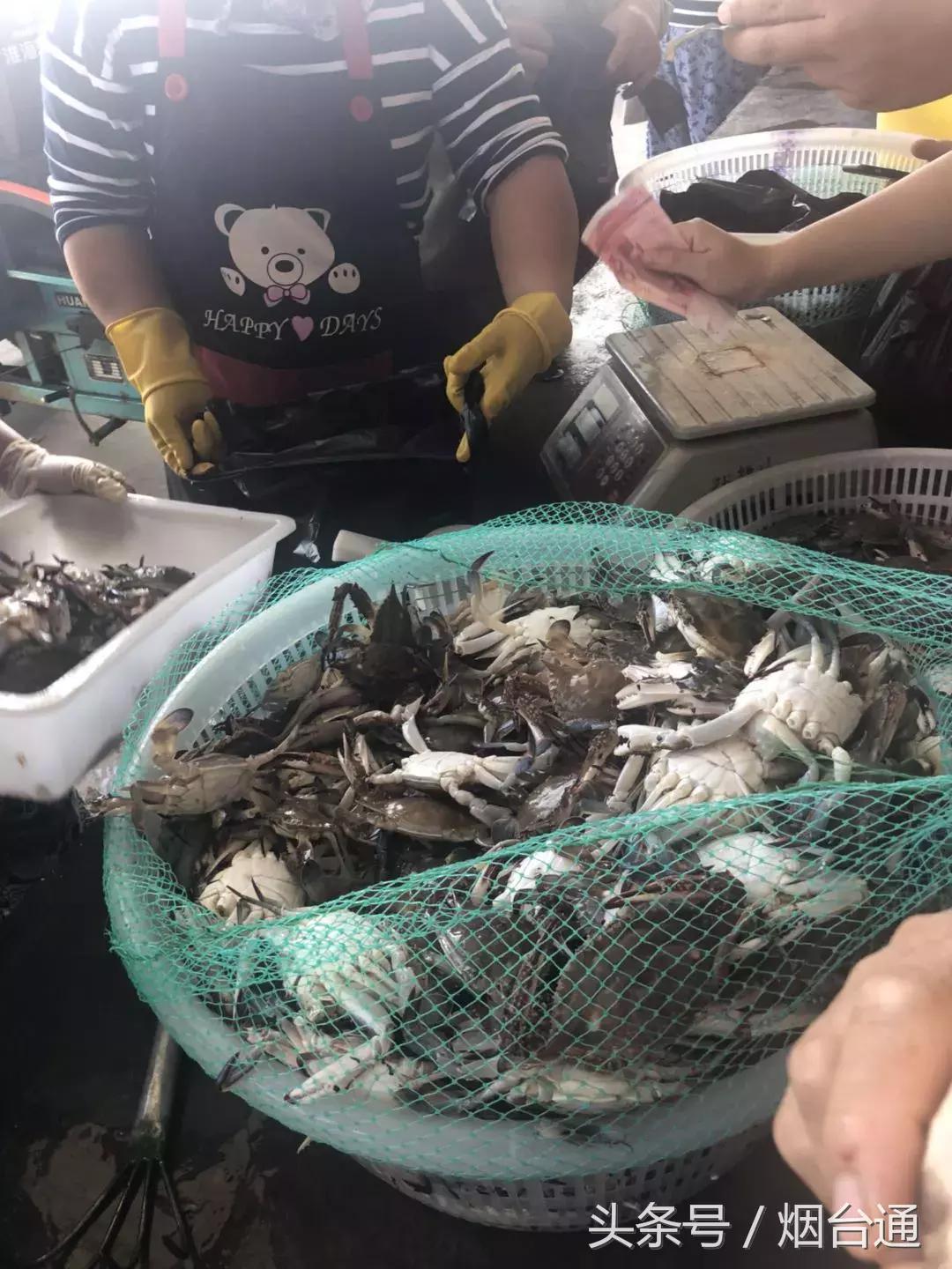 烟台开海现场直播视频,开海现场视频直播