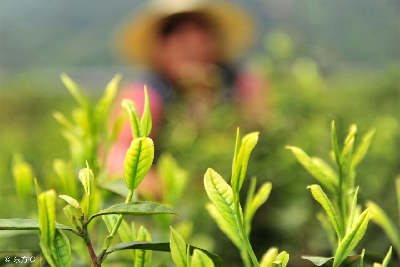 安吉白茶名为白茶实为绿茶,安吉白茶浙江白茶