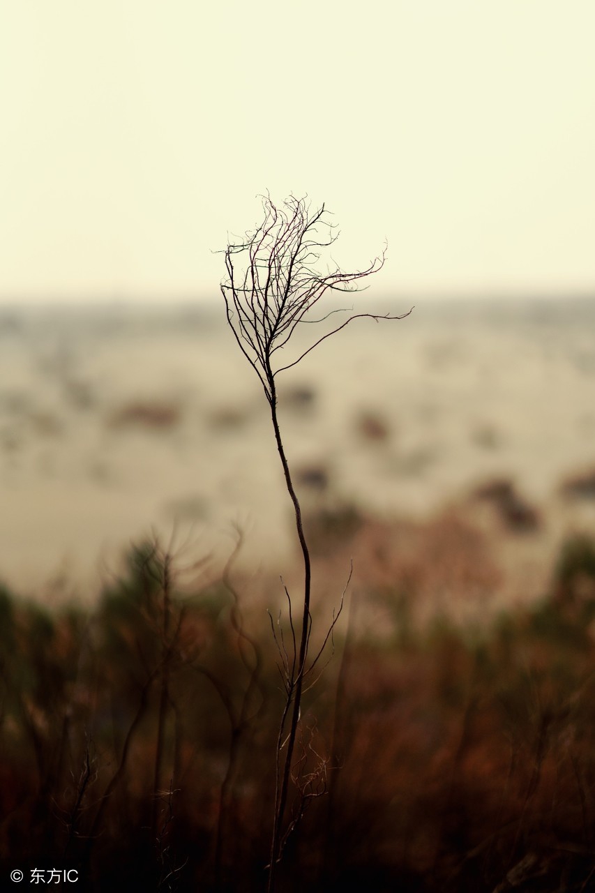 咪蒙结婚了吗,咪蒙离婚了会自己打脸吗