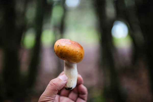 九月份的江南风景,四月的江南风景