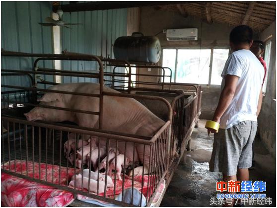 农村淘宝推空调送装免费帮河南养猪户预防非洲猪瘟