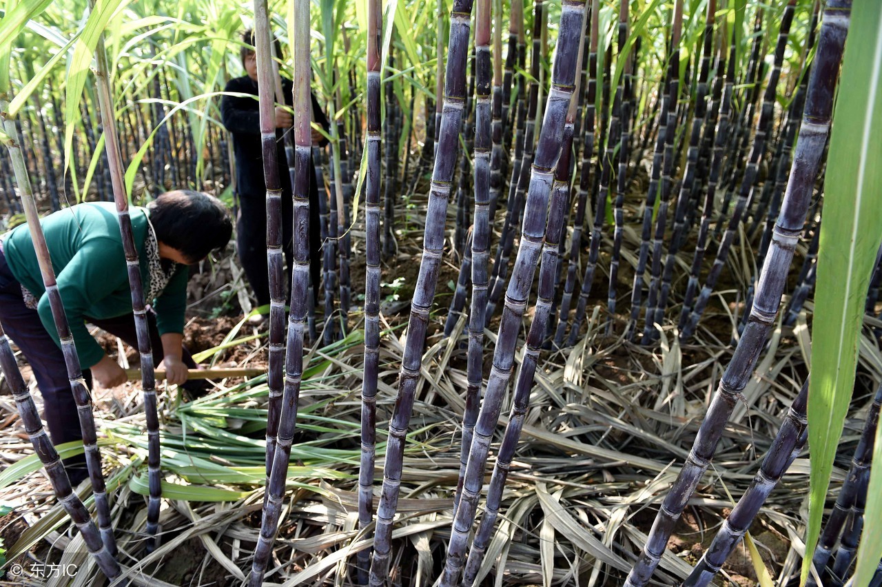家里种甘蔗的方法甘蔗不甜,家里种甘蔗怎么管理