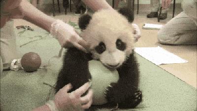 开着车到野外然后看见大象在迁徙,开着皮卡车去寻宝