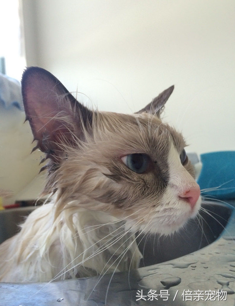 怎么给猫咪洗澡用什么沐浴露,铲屎官如何给猫咪洗澡呢