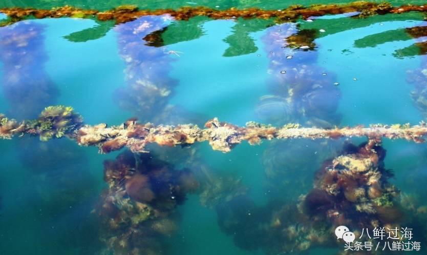 新西兰海边青口贝,新西兰赶海吃青口贝