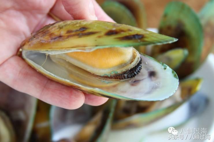 新西兰海边青口贝,新西兰赶海吃青口贝