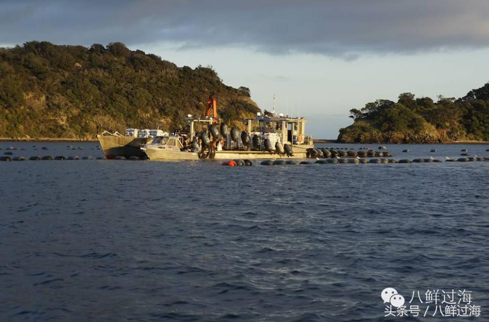 新西兰海边青口贝,新西兰赶海吃青口贝