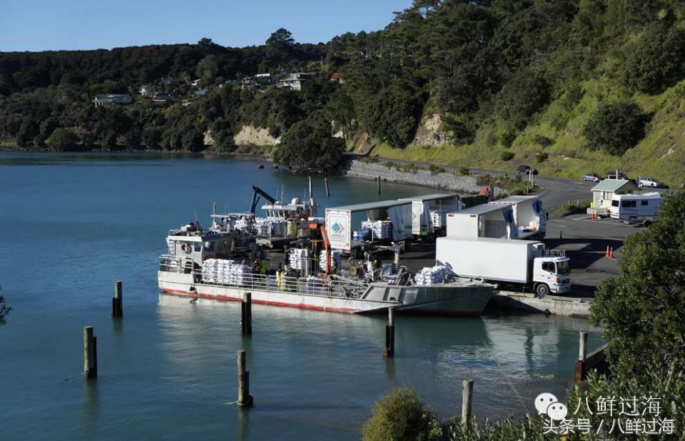 新西兰海边青口贝,新西兰赶海吃青口贝