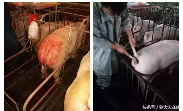 母猪深部输精最佳输精时间,母猪输精的正确手法