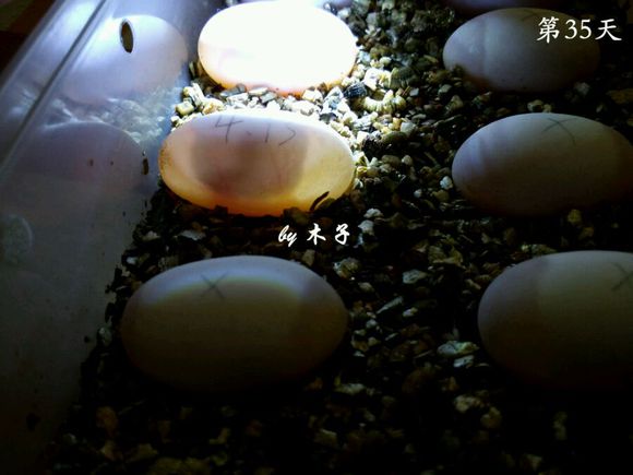 草龟繁殖经验分享孵蛋40天破壳,草龟养殖日记从幼苗开始