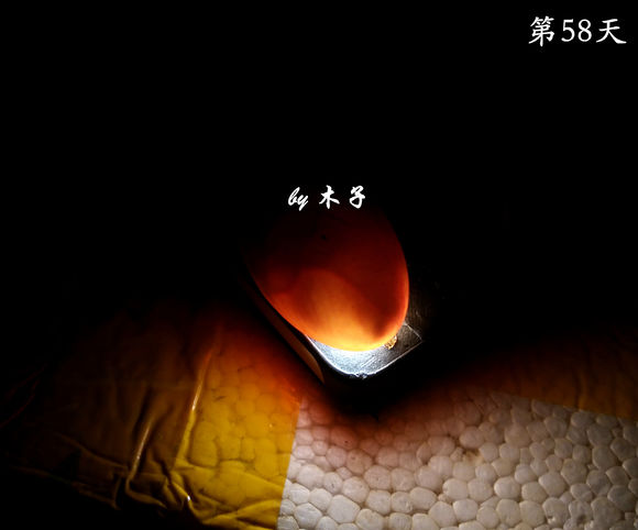 草龟繁殖经验分享孵蛋40天破壳,草龟养殖日记从幼苗开始