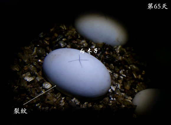 草龟繁殖经验分享孵蛋40天破壳,草龟养殖日记从幼苗开始