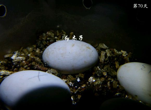 草龟繁殖经验分享孵蛋40天破壳,草龟养殖日记从幼苗开始