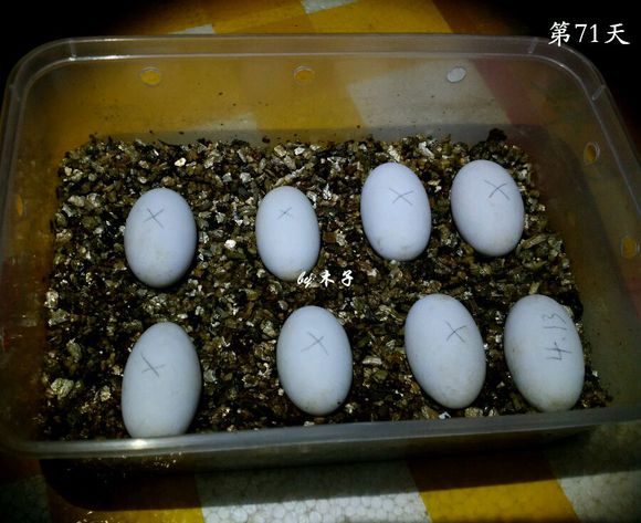 草龟繁殖经验分享孵蛋40天破壳,草龟养殖日记从幼苗开始