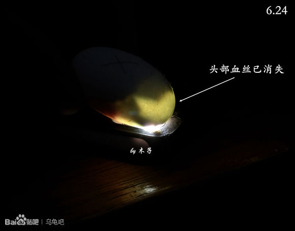 自己养的草龟怎么孵化草龟蛋,自家养的草龟如何产蛋