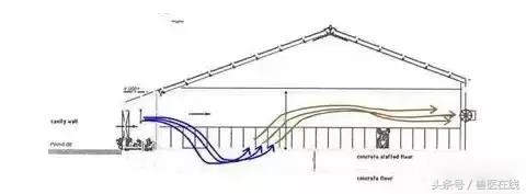 自繁自养猪舍最佳布置图,猪场管理七个方法