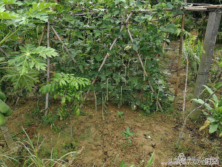故人具鸡黍邀我至田家邀的意思,故人具鸡黍邀我至田家什么意思