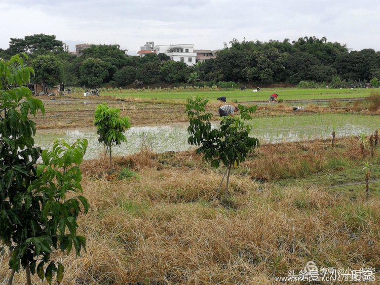 故人具鸡黍邀我至田家邀的意思,故人具鸡黍邀我至田家什么意思