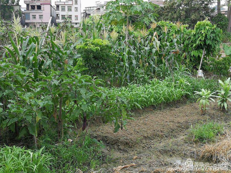 故人具鸡黍邀我至田家邀的意思,故人具鸡黍邀我至田家什么意思