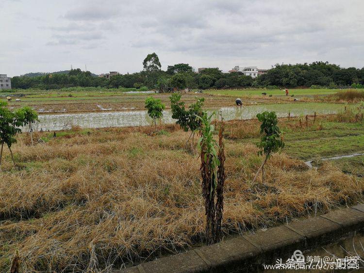 故人具鸡黍邀我至田家邀的意思,故人具鸡黍邀我至田家什么意思