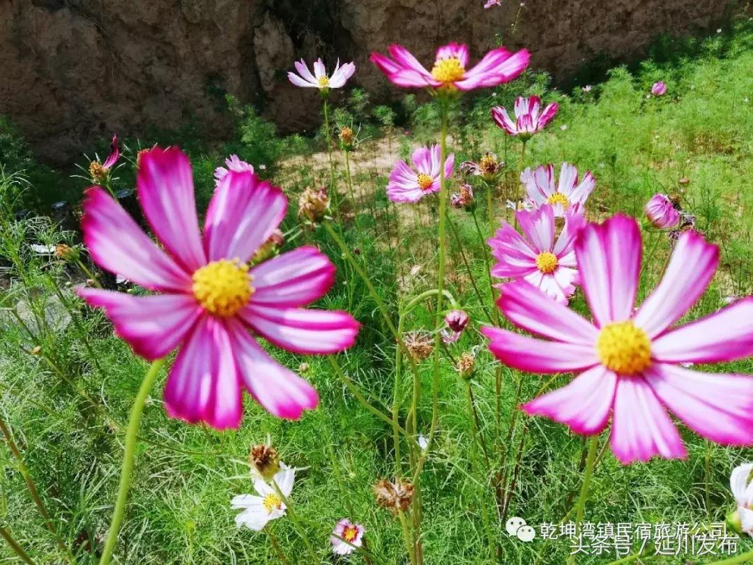 九月的碾畔民宿，红枣与你邂逅