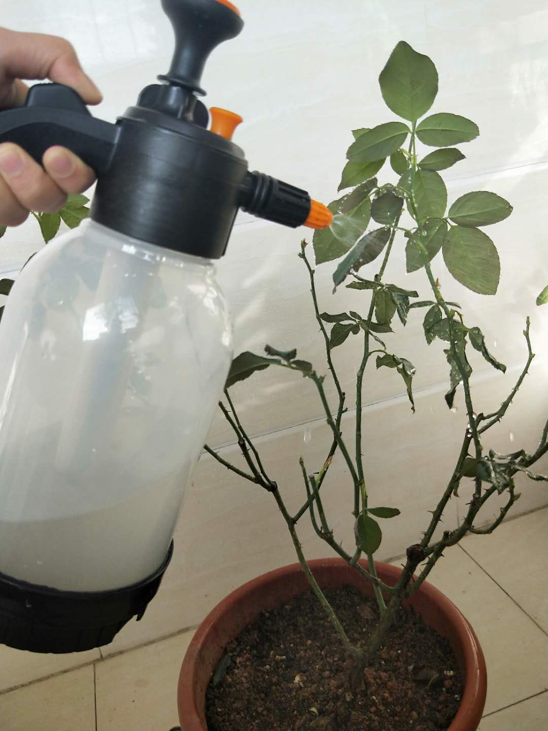 玫瑰生病怎么治,玫瑰生病有哪些症状图