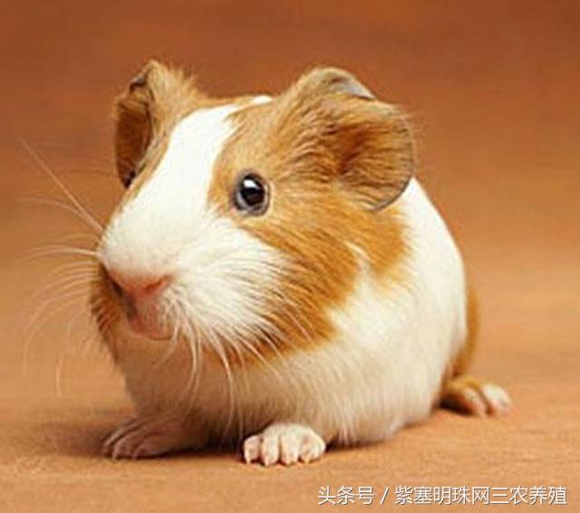 大型养殖荷兰猪新手入门必知,荷兰猪怎么养殖技术最好