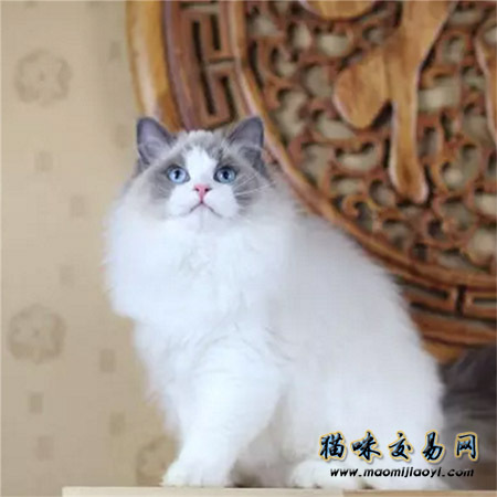 布偶猫一个月花销多少钱,布偶猫一年花销多少