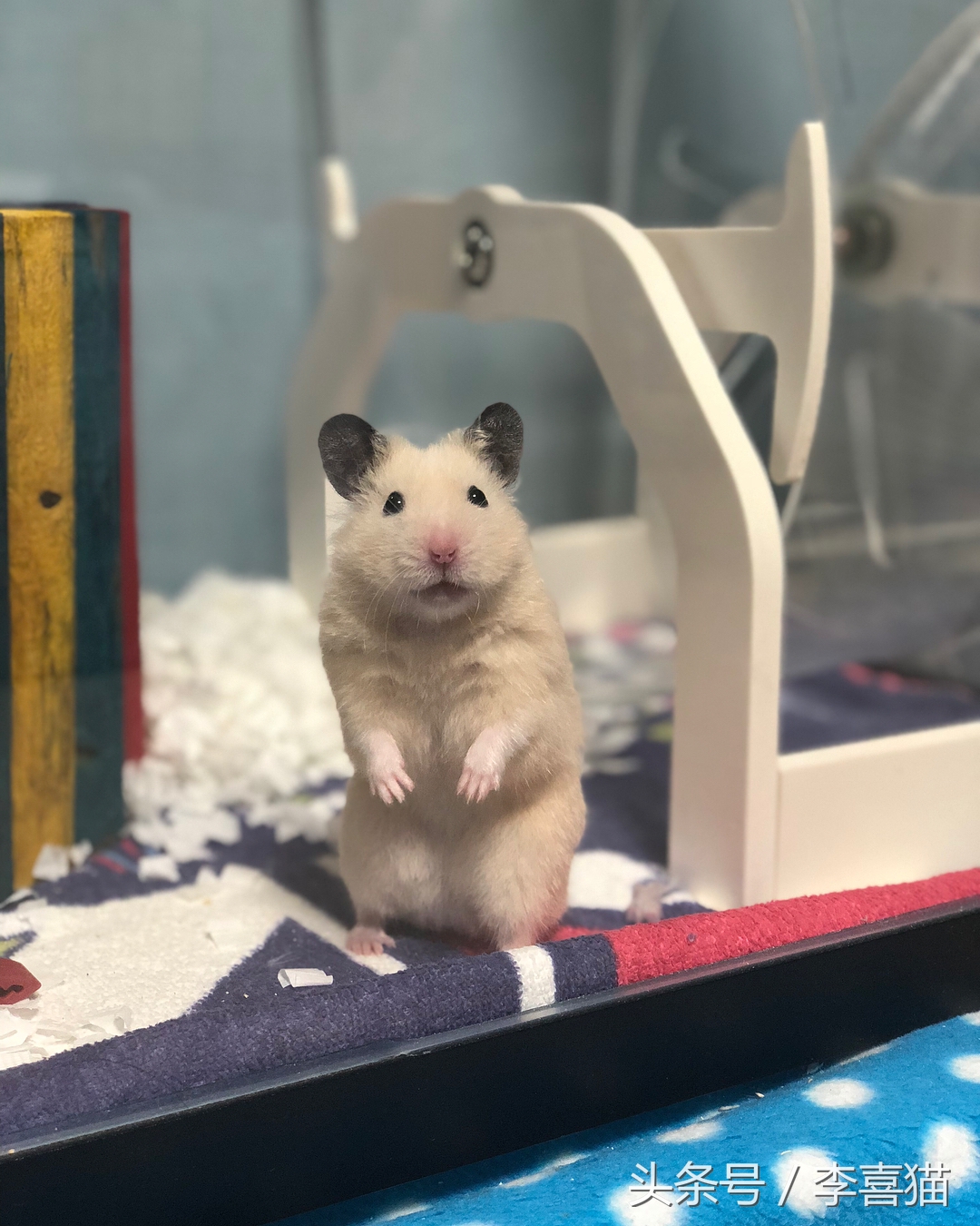 金丝熊仓鼠饲养注意事项,仓鼠金丝熊怎么饲养