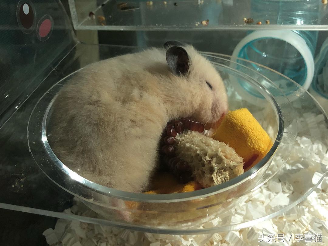 仓鼠金丝熊有多可爱,金丝熊胖胖的样子