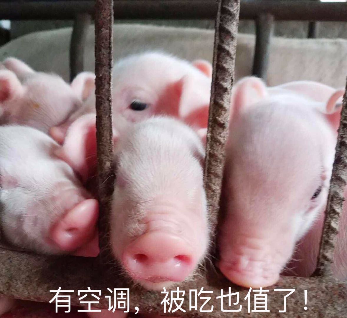 大叔，你是魔鬼么？为了让猪猪“长膘”，居然装空调？