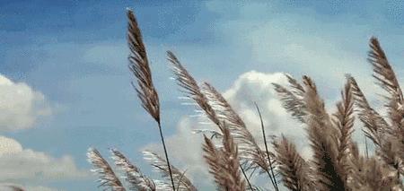 小学语文五年级成语大全,小学语文1-6年级必考成语