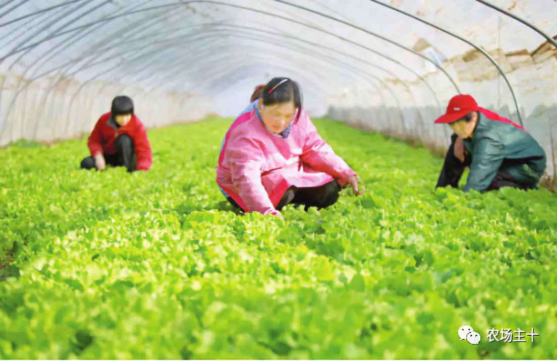 成为农业大户的条件,中国农场主的要求