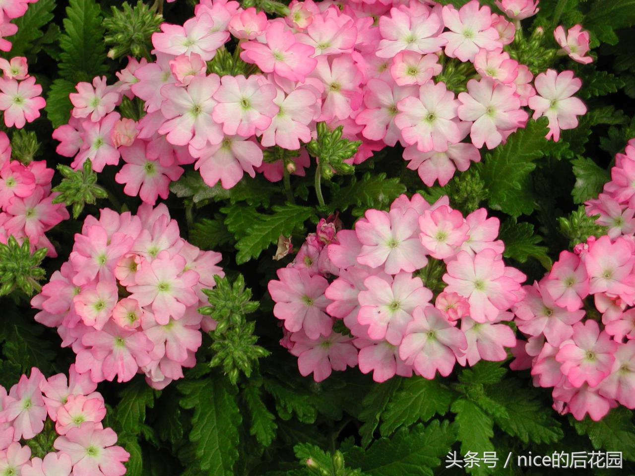 美女樱认不得？只怪它衣服太多