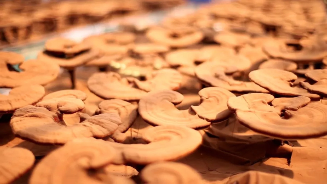 灵芝孢子粉是骗人的吧,灵芝孢子粉有防癌抗癌功效吗知乎