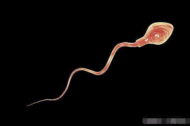 精子想要和卵子结合，要经过这3个关卡，感觉自己能怀孕真幸运！