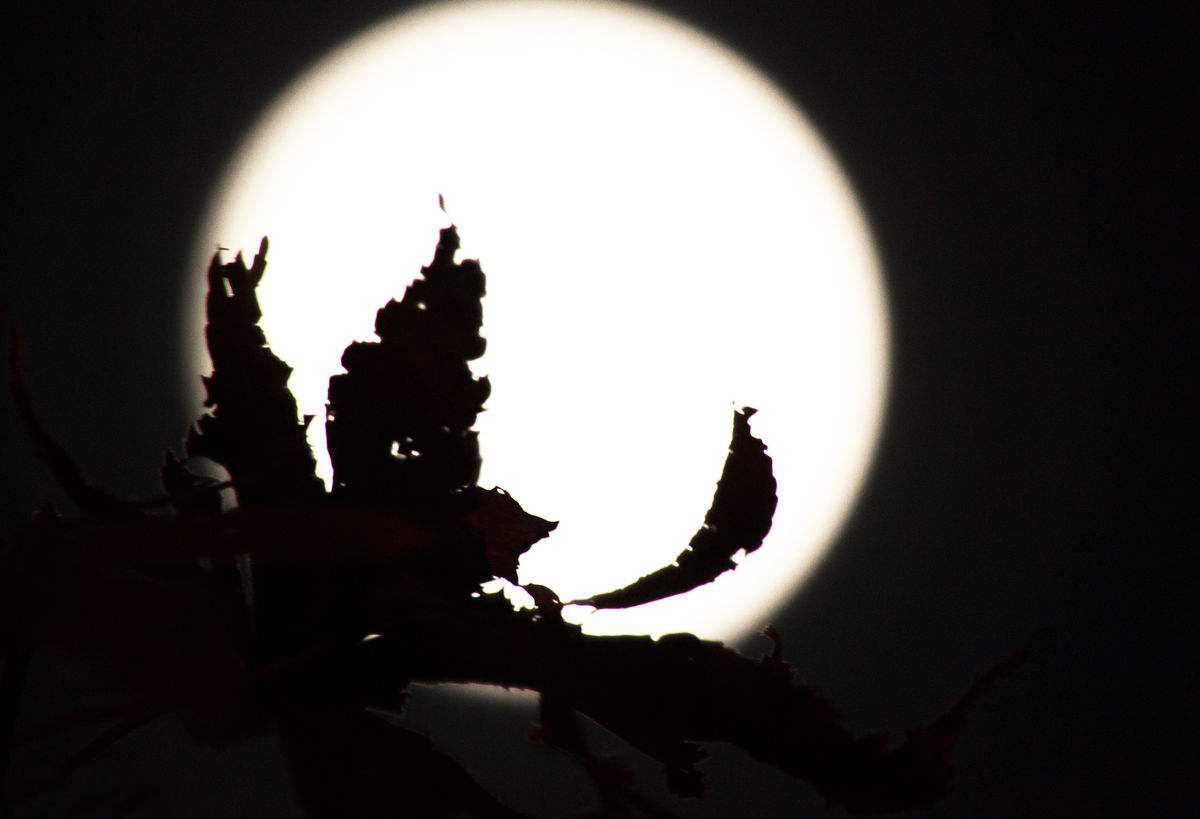 水调歌头苏轼原文鉴赏,水调歌头苏轼诗词下阕的鉴赏