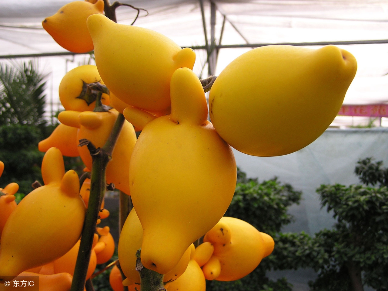 这植物果子有毒不能食用,却能治疗脚气和足癣!寓意财运高照!