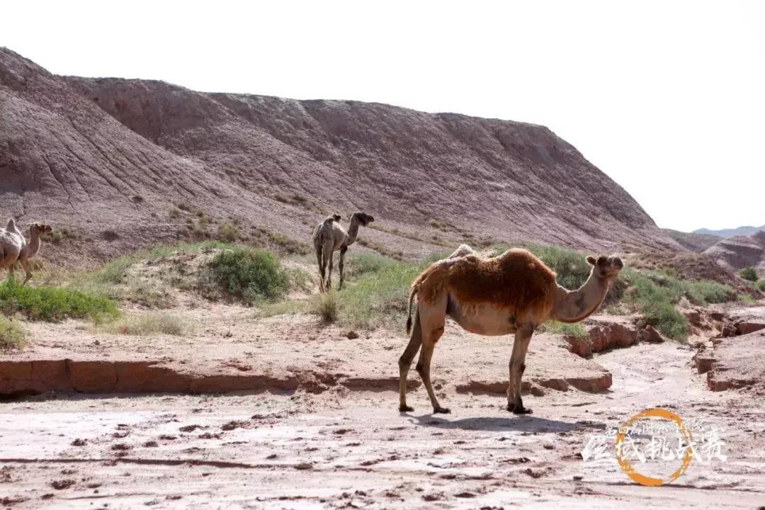 姊﹀洖寮犳帠姝屾洸,姊﹀洖寮犳帠