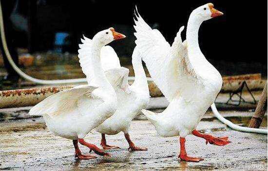 在农村创业养鹅前景怎样,养殖鸡鸭鹅投资多少钱