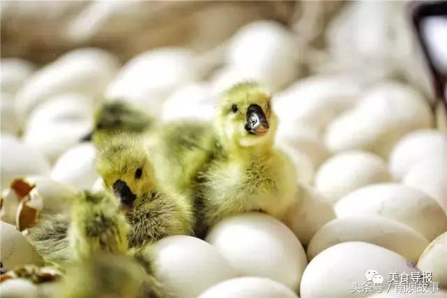 潮汕人眼中的广东图,潮汕人的菜图片大全