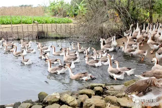 潮汕人眼中的广东图,潮汕人的菜图片大全