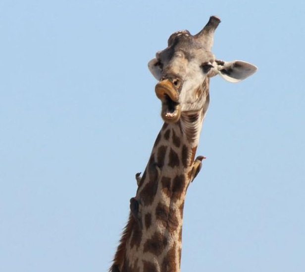 动物搞笑视频抓拍一瞬间,盘点动物搞笑瞬间视频